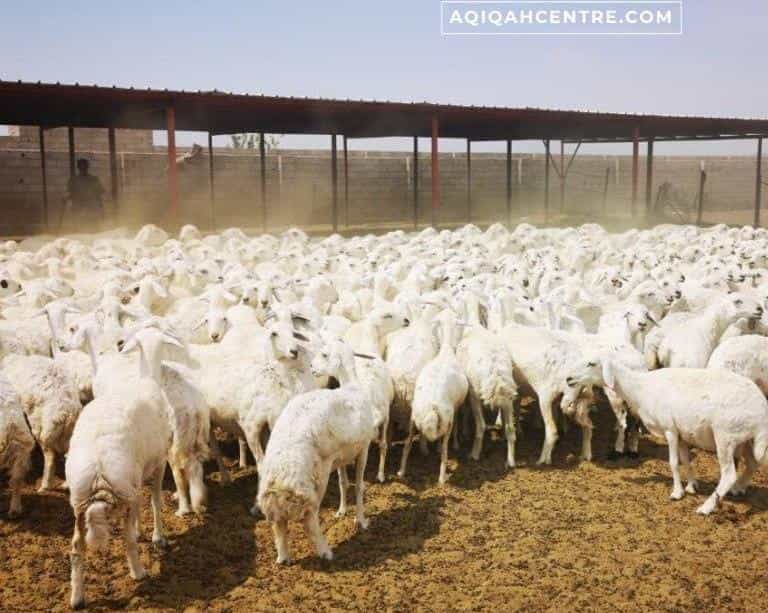 16 Soal Jawab Sekitar Aqiqah Anak Qurban Jawapan Lengkap